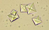 Calcium-Oxalatkristalle